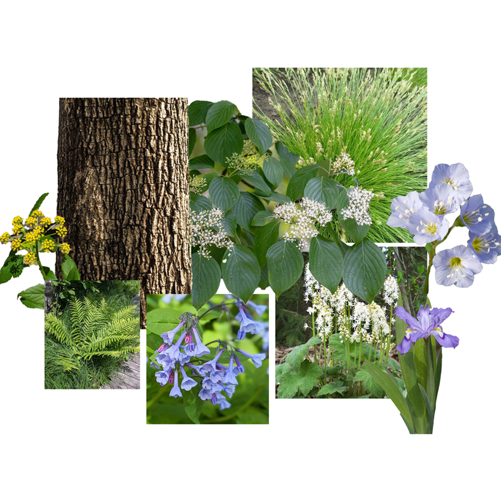 Pollinator Shade Garden, Kansas City