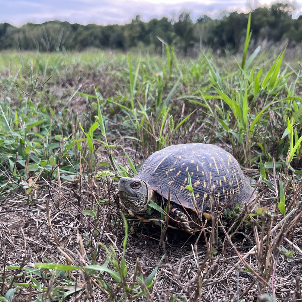 Blue River Greenway Strategic Marketing Plan